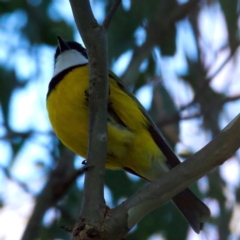 Pachycephala pectoralis at Mount Ainslie - 5 Jul 2024 04:43 PM