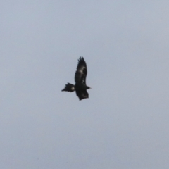 Aquila audax at Ginninderry Conservation Corridor - 5 Jul 2024 11:10 PM