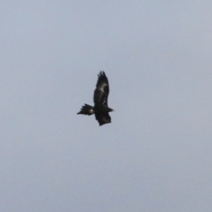 Aquila audax at Ginninderry Conservation Corridor - 5 Jul 2024 11:10 PM