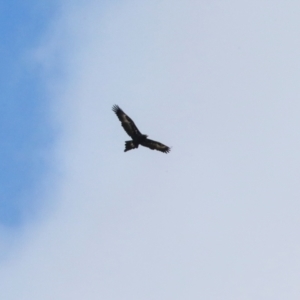 Aquila audax at Ginninderry Conservation Corridor - 5 Jul 2024 11:10 PM