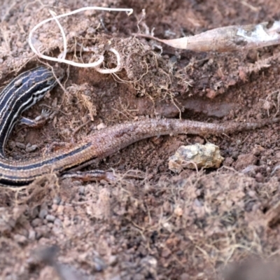 Ctenotus taeniolatus (Copper-tailed Skink) at Mount Ainslie - 26 Jun 2024 by jb2602