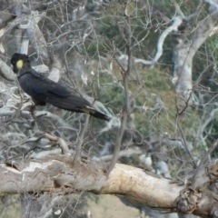 Zanda funerea (Yellow-tailed Black-Cockatoo) at Symonston, ACT - 3 Jul 2024 by CallumBraeRuralProperty