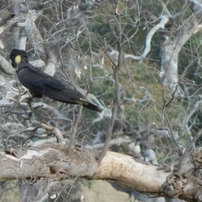 Zanda funerea (Yellow-tailed Black-Cockatoo) at Symonston, ACT - 3 Jul 2024 by CallumBraeRuralProperty