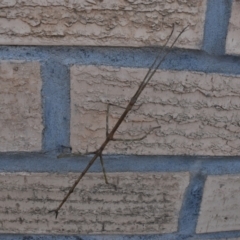 Ctenomorpha marginipennis (Margin-winged stick insect) at Weston, ACT - 6 Jul 2024 by jmcleod