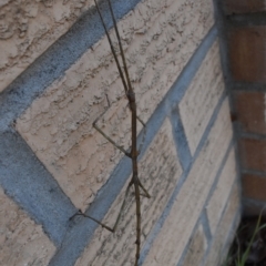 Ctenomorpha marginipennis at Weston, ACT - 6 Jul 2024