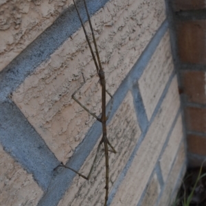 Ctenomorpha marginipennis at Weston, ACT - 6 Jul 2024