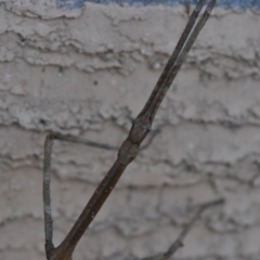 Ctenomorpha marginipennis at Weston, ACT - 6 Jul 2024