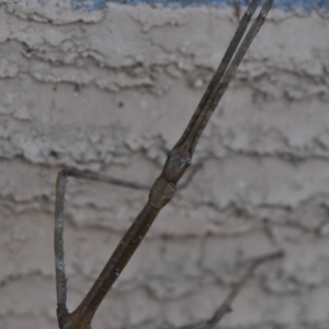 Ctenomorpha marginipennis at Weston, ACT - 6 Jul 2024