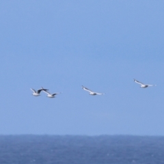 Chroicocephalus novaehollandiae (Silver Gull) at Batemans Marine Park - 6 Jul 2024 by LisaH