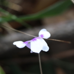 Viola banksii at Guerilla Bay, NSW - 6 Jul 2024 12:53 PM