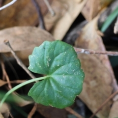 Viola banksii at Guerilla Bay, NSW - 6 Jul 2024 12:53 PM