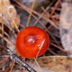 Unidentified Cap on a stem; gills below cap [mushrooms or mushroom-like] by LisaH