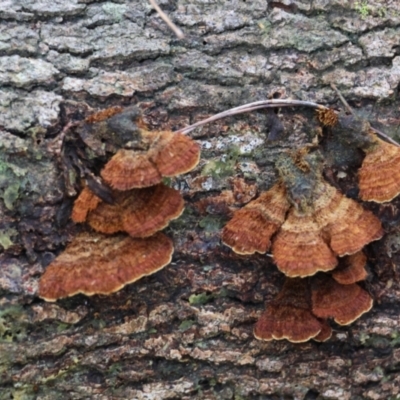 Stereum sp. at Broulee Moruya Nature Observation Area - 6 Jul 2024 by LisaH