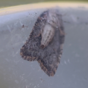Capua dura at Broulee Moruya Nature Observation Area - suppressed