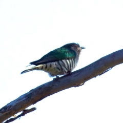 Chrysococcyx lucidus at Mount Ainslie - 6 Jul 2024 02:33 PM