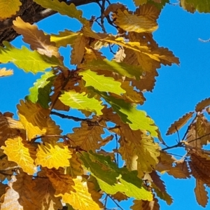 Quercus canariensis at Hughes, ACT - 6 Jul 2024 11:31 AM