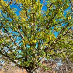 Quercus canariensis at Hughes, ACT - 6 Jul 2024