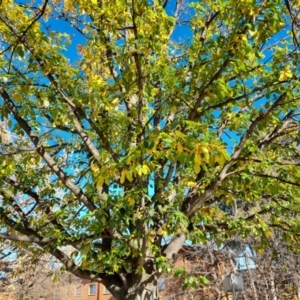 Quercus canariensis at Hughes, ACT - 6 Jul 2024 11:31 AM