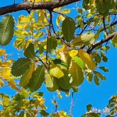 Quercus canariensis at Hughes, ACT - 6 Jul 2024 11:31 AM