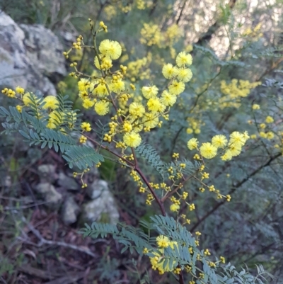 Acacia terminalis (Sunshine Wattle) at Penrose, NSW - 16 Jun 2024 by Aussiegall