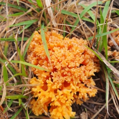 Ramaria sp. by Aussiegall