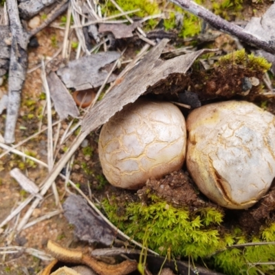 Scleroderma sp. at Penrose, NSW - 6 Jul 2024 by Aussiegall