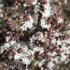 Leucopogon attenuatus (Small-leaved Beard Heath) at Melrose - 6 Jul 2024 by JaneR