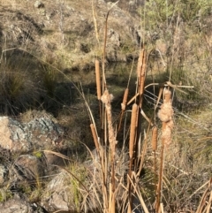 Typha domingensis (Bullrush) at Conder, ACT - 6 Jul 2024 by JaneR