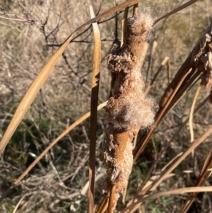 Typha domingensis at Conder, ACT - 6 Jul 2024