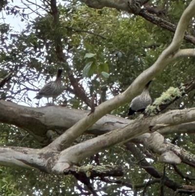 Chenonetta jubata (Australian Wood Duck) at Kangaroo Valley, NSW - 6 Jul 2024 by lbradley