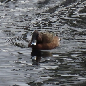 Aythya australis at Lyneham, ACT - 5 Jul 2024