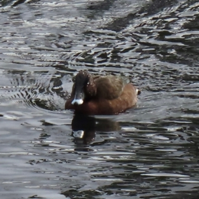 Aythya australis (Hardhead) at Lyneham, ACT - 5 Jul 2024 by RobParnell