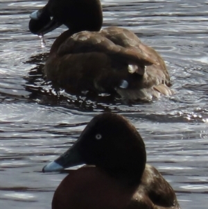 Aythya australis at Lyneham, ACT - 5 Jul 2024