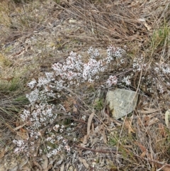 Styphelia attenuata at QPRC LGA - 7 Jul 2024 12:15 PM