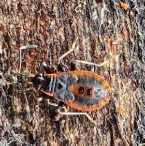 Oechalia schellenbergii at Bungonia, NSW - 7 Jul 2024 11:11 AM