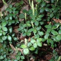 Peperomia tetraphylla (Four-leaved Peperomia) at Jamberoo, NSW - 7 Jul 2024 by plants