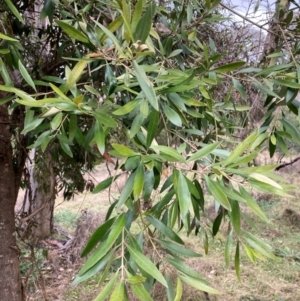 Olea europaea subsp. cuspidata at Mount Ainslie - 7 Jul 2024