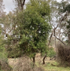 Olea europaea subsp. cuspidata at Mount Ainslie - 7 Jul 2024 12:58 PM