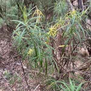 Cassinia longifolia at QPRC LGA - suppressed