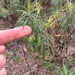 Cassinia longifolia at QPRC LGA - suppressed