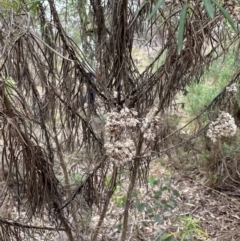 Cassinia longifolia at QPRC LGA - suppressed