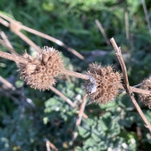 Marrubium vulgare at Mullion, NSW - 21 Jul 2023