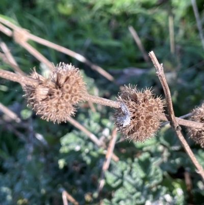 Marrubium vulgare (Horehound) at Mullion, NSW - 21 Jul 2023 by JaneR