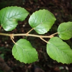 Cissus antarctica (Water Vine, Kangaroo Vine) at Jamberoo, NSW - 7 Jul 2024 by plants