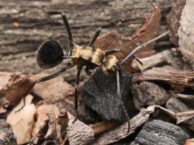 Polyrhachis semiaurata (A golden spiny ant) at Denman Prospect, ACT - 6 Jul 2024 by debhart