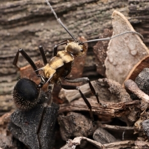 Polyrhachis semiaurata at Denman Prospect, ACT - suppressed