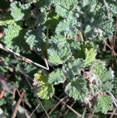 Marrubium vulgare at Mullion, NSW - 21 Jul 2023