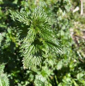 Urtica urens at Mullion, NSW - 21 Jul 2023 02:48 PM