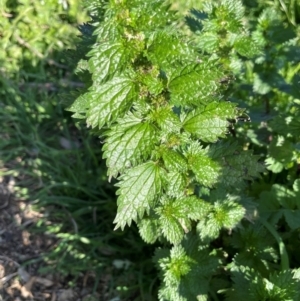 Urtica urens at Mullion, NSW - 21 Jul 2023 02:48 PM