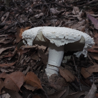 Amanita pyramidifera (Amanita pyramidifera) at Narooma, NSW - 16 Apr 2024 by Bushrevival